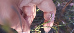 Erica innovans