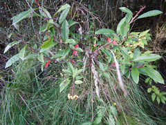 Photinia davidiana