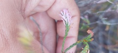 Erica innovans