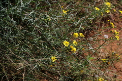 Senecio scitus