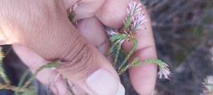 Erica innovans