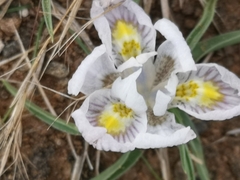 Moraea falcifolia