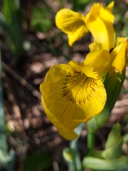 Iris pseudacorus
