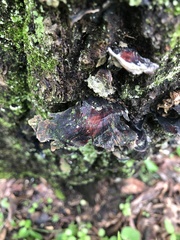 Earliella