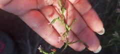 Erica innovans