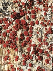 Caloplaca luteominia image