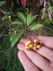 Photinia davidiana
