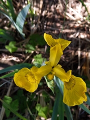 Iris pseudacorus