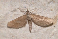 Eupithecia scopariata