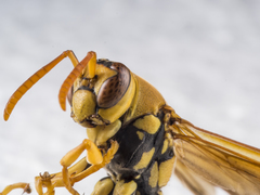 Polistes diabolicus