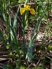 Iris pseudacorus