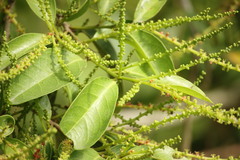 Excoecaria agallocha