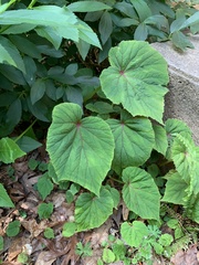 Begonia grandis