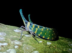 Pyrops maquilinganus