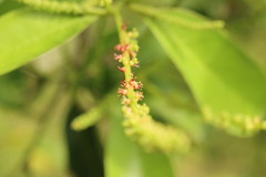 Excoecaria agallocha