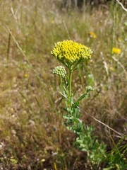 Achillea ageratum