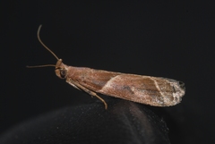 Nyctegretis lineana