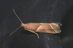 Nyctegretis lineana