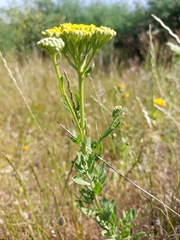 Achillea ageratum