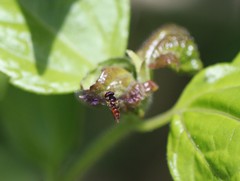 Ocyptamus antiphates