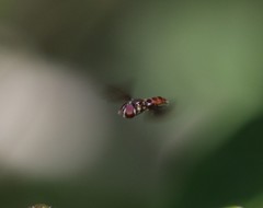 Ocyptamus antiphates