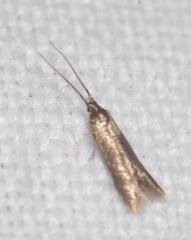 Coleophora ahenella