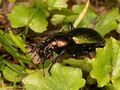 Carabus obsoletus