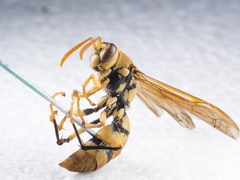 Polistes diabolicus