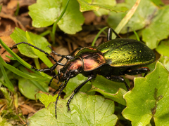 Carabus obsoletus