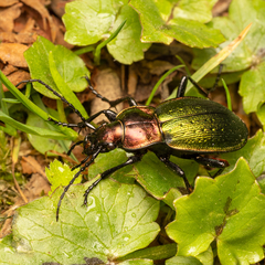 Carabus obsoletus