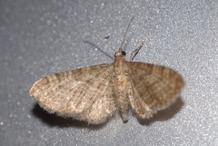 Eupithecia haworthiata