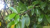 Prunus caroliniana - Photo no hay derechos reservados, subido por Nonbinary-Naturalist