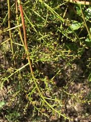 Pistacia terebinthus