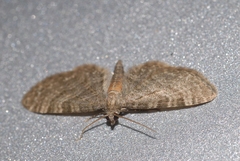 Eupithecia haworthiata