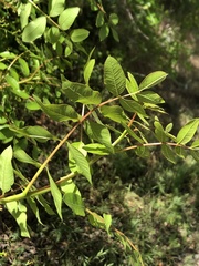 Pistacia terebinthus