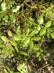 Pistacia terebinthus