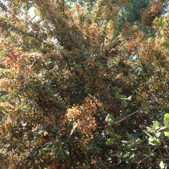 Berberis nevinii