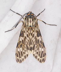 Eucereon pseudarchias