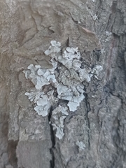 Lecanoromycetes