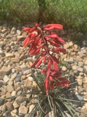 Hesperaloe