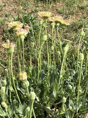 Urospermum dalechampii