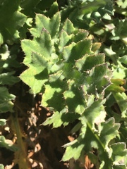 Cirsium fontinale obispoense