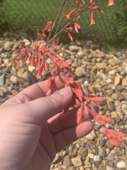 Hesperaloe