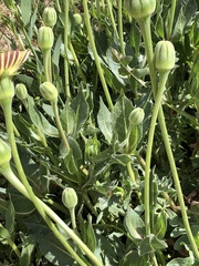 Urospermum dalechampii