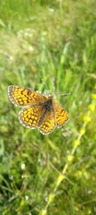 Melitaea parthenoides