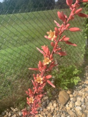 Hesperaloe