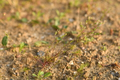 Sabulina tenuifolia