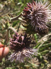 Cirsium fontinale obispoense