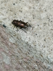 Notiophilus biguttatus