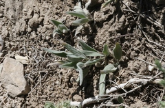 Pyrrocoma uniflora gossypina